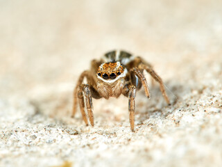 Jumping spider of the genus Phlegra.