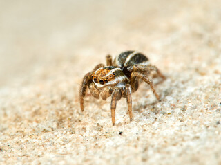 Jumping spider of the genus Phlegra.
