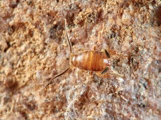 Cricket ants of the genus Myrmecophilus. Orthopedic insects in the family Myrmecophilidae.