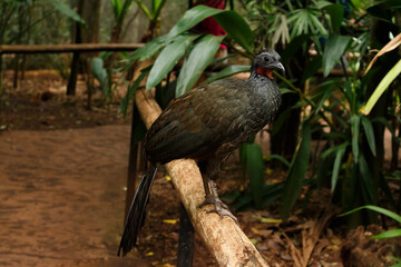 Pava amazónica de perfil