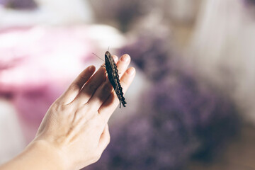 lilac tones very peri color of the year 2022, papillo butterfly and lilac gypsophila flowers, vintage decor in retro loft style room, macro photo, selective focus