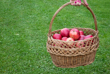 Harvest of red apples in a wicker basket
