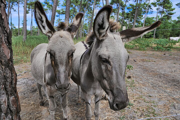Naklejka na ściany i meble Two donkeys/Deux ânes