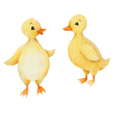 Watercolor illustration of duck isolated on white background. 