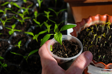 Cup with sprouted peppers in a woman's hand on the seedling background. Home cultivation. Reuse the plastic tray. 