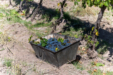 merloc sauvignon collection bin