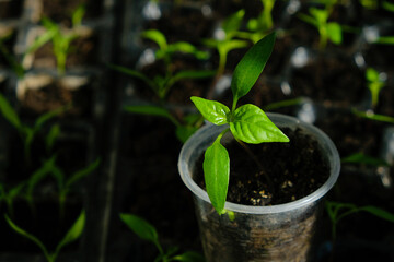 Cup with sprouted pepper on the seedling background. Sunlight. Home cultivation. Reuse the plastic tray. Copy space. 