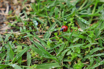Ladybug in the grass/Coccinnelle dans l'herbe