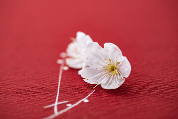 Fototapeta premium 赤い背景と桜の花