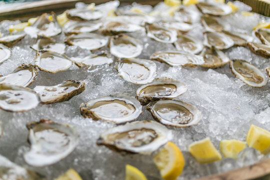 Oysters on Ice