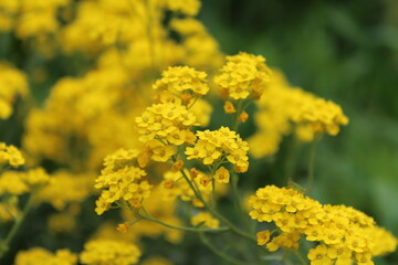 yellow flowers in the garden
