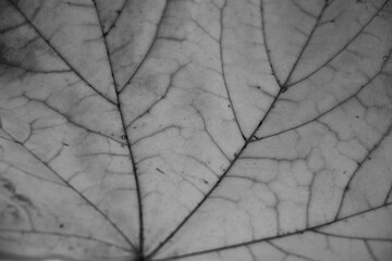 Maple leaf closeup veins fractal structure gray X-ray concept