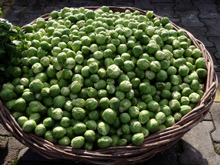 Brussels sprouts on a farmers market stall in the Aegean coastal town Yalikavak, Bodrum, Turkey.