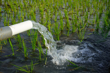 Irrigation of rice fields using pump wells with the technique of pumping water from the ground to flow into the rice fields. The pumping station where water is pumped from a irrigation canal.