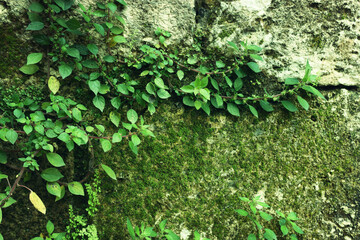 Background of old brick wall covered with moss and a climbing plant