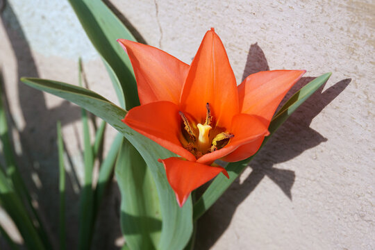 Tulipa praestans Füsilier an Hauswand