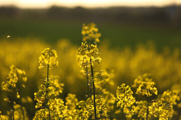 field of yellow flowers
