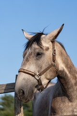 portrait of a horse