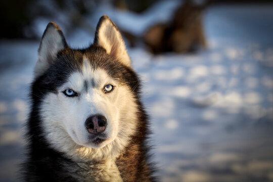 Portrait head cute husky dog in sunny evining forest