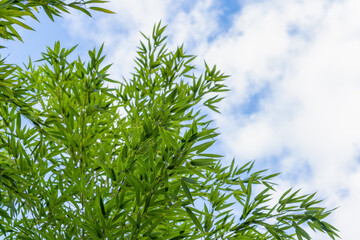 Green bamboo leaves against blue sky background