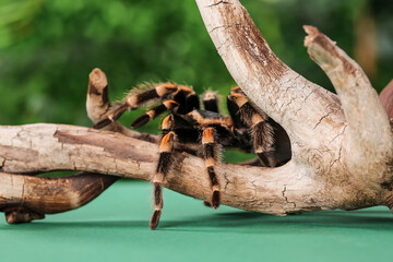 Scary tarantula spider on wooden branch in terrarium