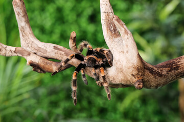 Scary tarantula spider on wooden branch in terrarium