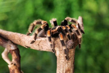 Scary tarantula spider on wooden branch in terrarium