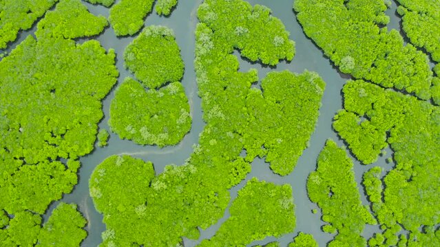 Aerial view of rivers in tropical mangrove forests. Mangrove landscape, Siargao,Philippines.