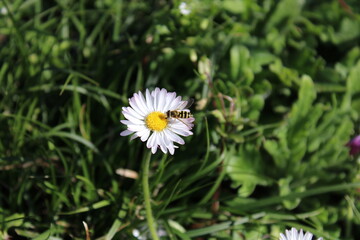 Nature, fleurs, printemps, insectes