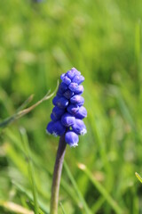 Nature, fleurs, printemps, insectes