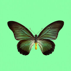 butterfly isolated background, tropical exotic