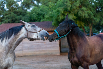 horse and foal