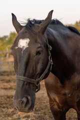 Fototapeta premium close up of a horse