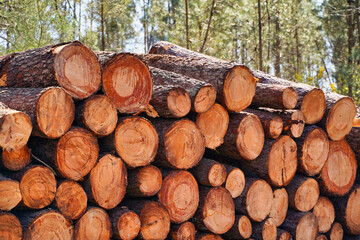 Timber logs piled up in forest