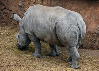 African rhinoceros eats hay in its enclosure. Latin name - Diceros bicornis