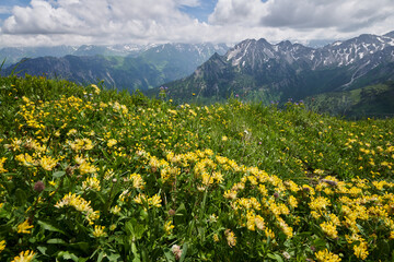 Blick über Blumenwiesen am Fellhorn auf die Berggipfel des Allgäuer Alpenhauptkamms