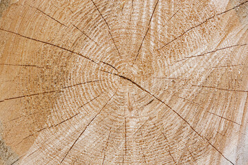 Fototapeta premium Slice of the wood timber background.