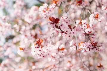 Beautiful natural pink almond flowers are in the blurred background. A flowering almond tree. Cose-up of beautiful floral background.
