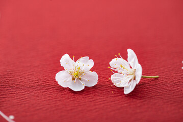 赤い背景と桜の花
