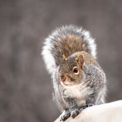 Front portrait of a grey squirrel, Quebec, Canada