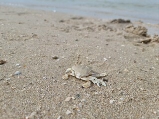 Ghost crabs camouflage in the sand in the evening along the Andaman Sea in Songkhla, Thailand