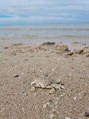 Fototapeta na wymiar Ghost crabs camouflage in the sand in the evening along the Andaman Sea in Songkhla, Thailand
