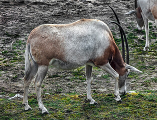 Naklejka na ściany i meble Arabian oryx on the lawn. Also known as wnite oryx. Latin Name - Oryx leucoryx 