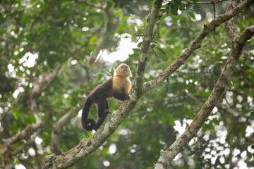 Naklejka premium Capuchin monkey walking on a branch