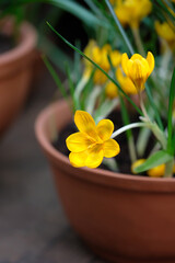 Yellow crocus flower in pot close up, home garden. Spring season, domestic gardening concept.