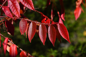 Brilliant Red Autumn Leaves