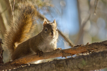 A Red Squirrel in a Tree