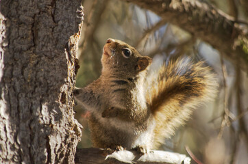 A Red Squirrel in a Tree