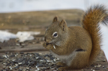 A Red Squirrel having Lunch