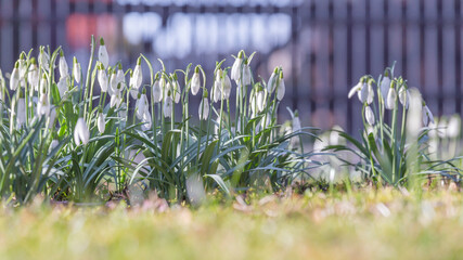 snowdrops in the garden, white flowers